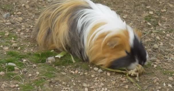 Cerdo de Indias Marrón comiendo ensalada — Vídeos de Stock