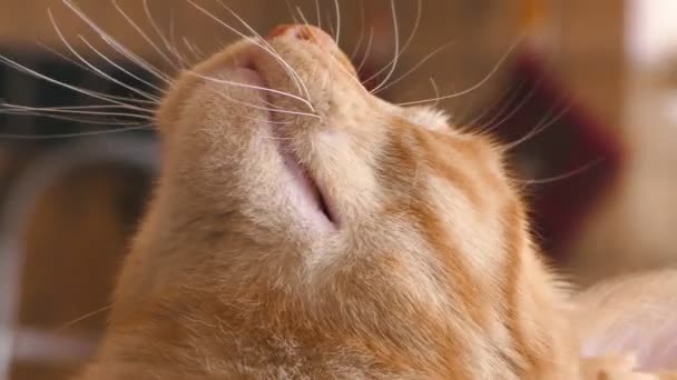 Naranja tabby gato maullando enojado — Vídeo de stock