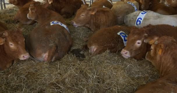 Bruin kalveren liggen in stro op boerderij — Stockvideo