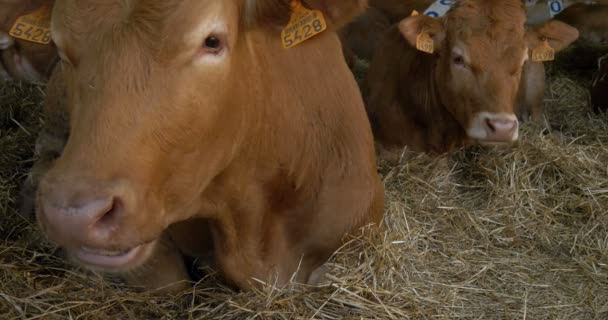 藁のファーム上で横になっている茶色の子牛 — ストック動画