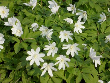 İlk bahar çiçekleri. Beyaz nemorosa vetrinica.