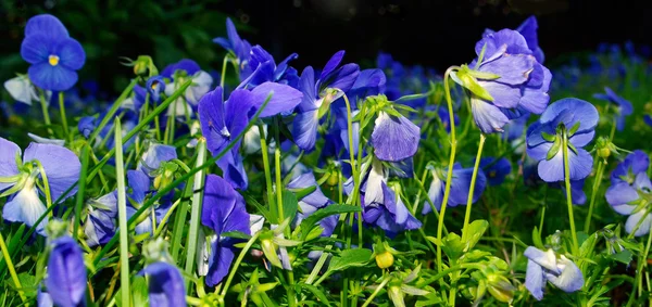 Glade van donker blauwe viooltjes. — Stockfoto