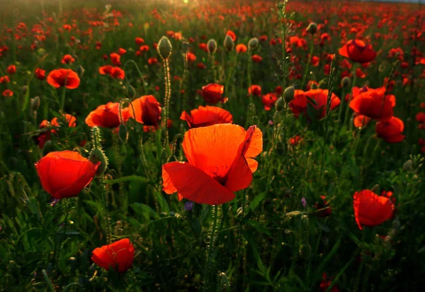 Feld der roten Mohnblumen. — Stockfoto