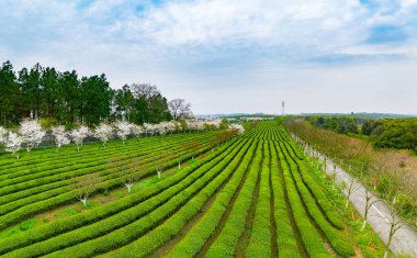 Yeşil çay tarlalarının en üst manzarası