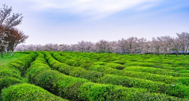 Yeşil çay tarlalarının en üst manzarası