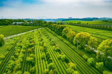 Yeşil çay tarlalarının en üst manzarası