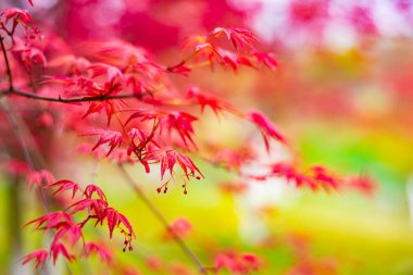 Parkta sonbahar yaprakları