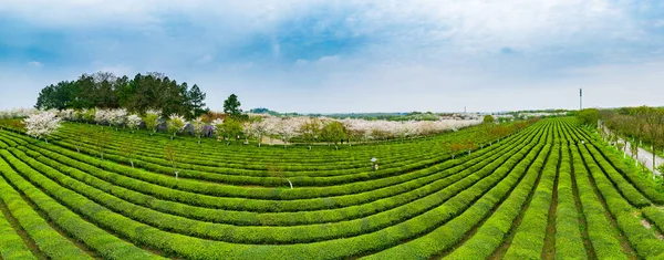 緑茶プランテーションのトップビュー — ストック写真