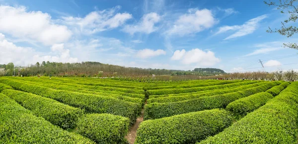 緑茶プランテーションのトップビュー — ストック写真