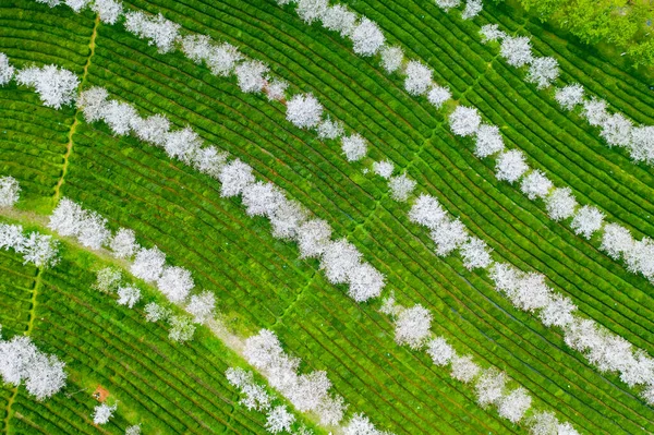 Top View Green Tea Plantations — Stock Photo, Image