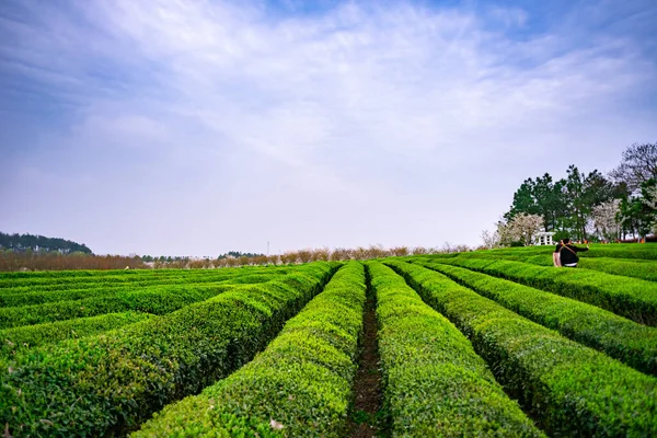 緑茶プランテーションのトップビュー — ストック写真