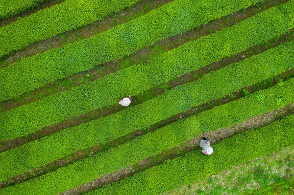 緑茶プランテーションのトップビュー — ストック写真