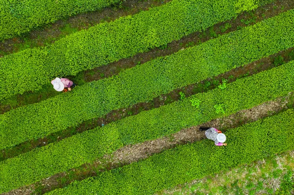 Zöld Teaültetvények Felülnézete — Stock Fotó