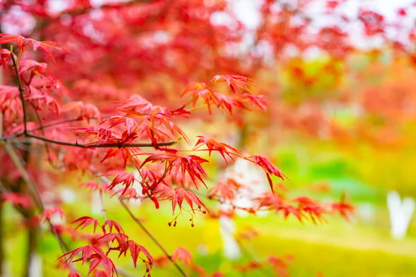 Hojas Arce Rojo Parque — Foto de Stock