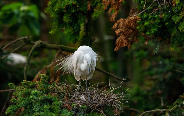 exotic white bird with children birds in nest