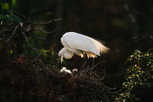 exotic white bird with children birds in nest