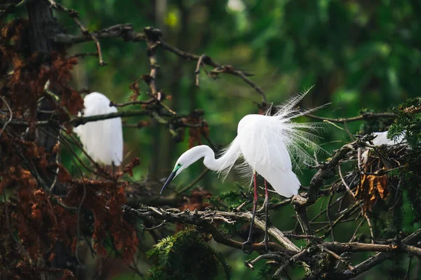 Mooie Witte Vogels Zittend Boom Stockfoto