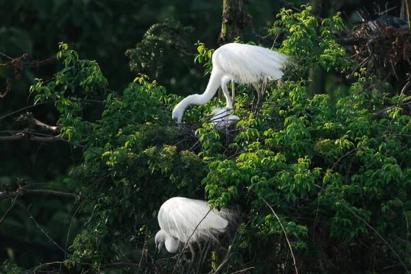 Mooie Witte Vogels Zittend Boom Stockafbeelding