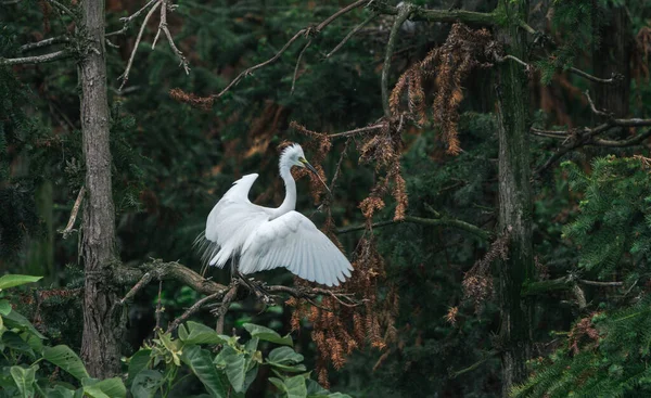 Witte Vogel Boom Natuurlijke Habitat Rechtenvrije Stockafbeeldingen