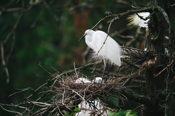 巣の中に鳥がいるエキゾチックな白い鳥 ストック写真