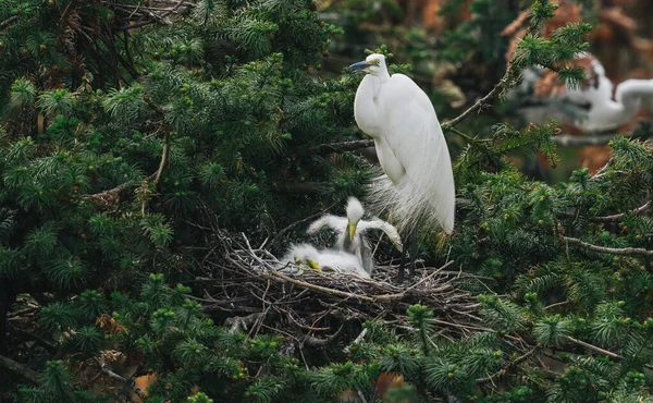 Mooie Witte Vogels Zittend Boom Stockafbeelding