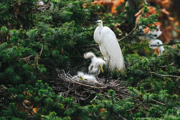 Mooie Witte Vogels Zittend Boom Stockfoto