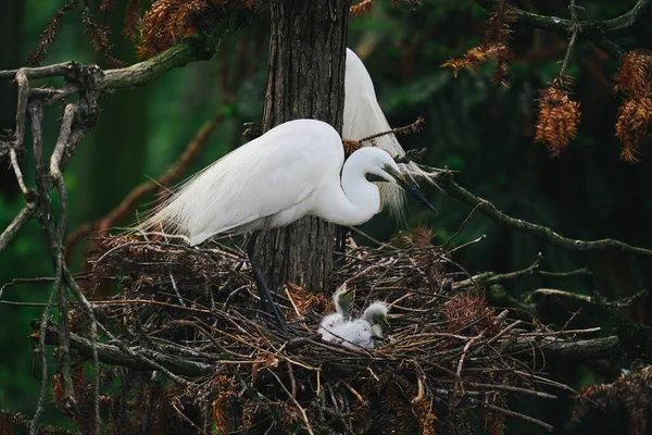 Mooie Witte Vogels Zittend Boom Rechtenvrije Stockafbeeldingen