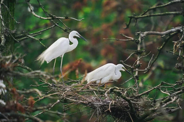Mooie Witte Vogels Zittend Boom Rechtenvrije Stockfoto's