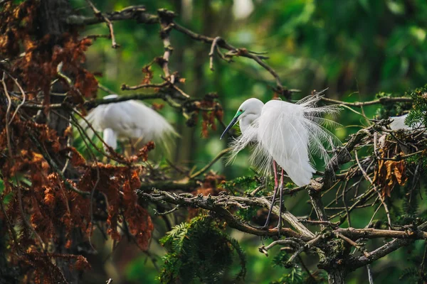 Mooie Witte Vogels Zittend Boom Rechtenvrije Stockafbeeldingen