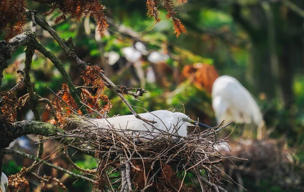 Όμορφα Λευκά Πουλιά Σκαρφαλωμένα Στο Δέντρο Φωτογραφία Αρχείου