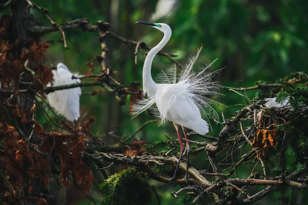 Mooie Witte Vogels Zittend Boom Rechtenvrije Stockafbeeldingen