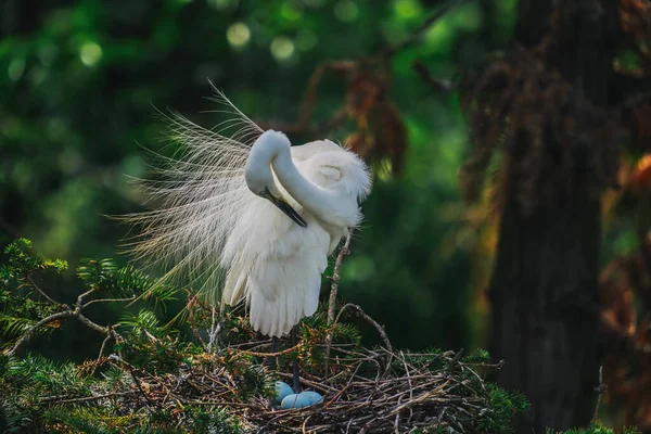 Witte Exotische Vogel Boom Met Eieren Nest Stockafbeelding