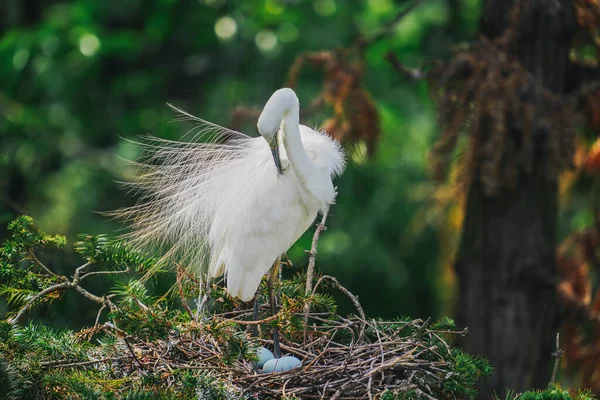 Witte Exotische Vogel Boom Met Eieren Nest Stockfoto