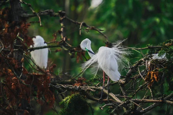 Mooie Witte Vogels Zittend Boom Rechtenvrije Stockfoto's