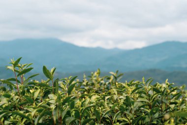 Arkasında dağlar olan çay yaprakları yetiştiren çalılar.