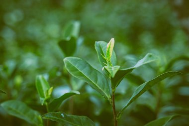 Taze yetişen çay yapraklarının yakın plan çekimi. 