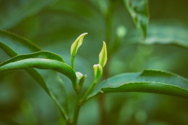 Taze yetişen çay yapraklarının yakın plan çekimi. 