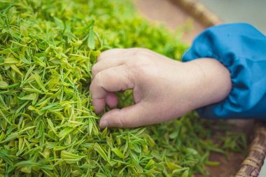 Çay yapraklarını ayıran işçi elleri