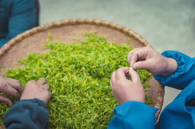 Çay yapraklarını ayıran işçi elleri