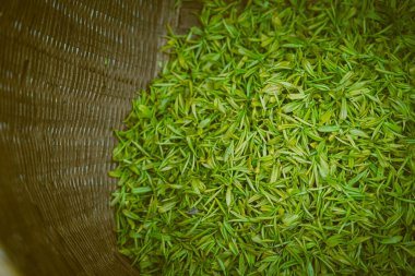 Taze çay yaprakları sepette.