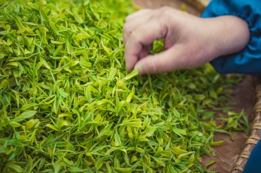 İşçiler çay yapraklarını ayırıyor.