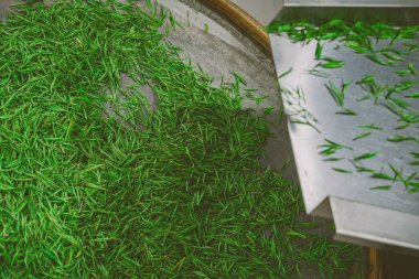 Fabrikaya dökülen çay yaprakları.