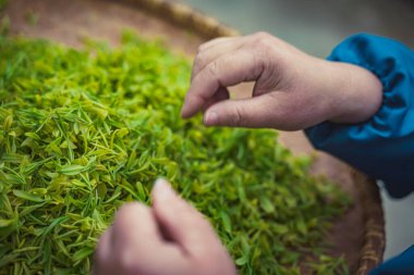 Çay yapraklarını ayıran işçi elleri