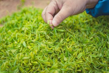 İşçiler çay yapraklarını ayırıyor.