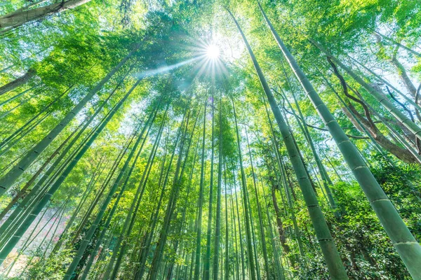 Low Angle View Bamboo Growing Sunlight — Stock Photo, Image