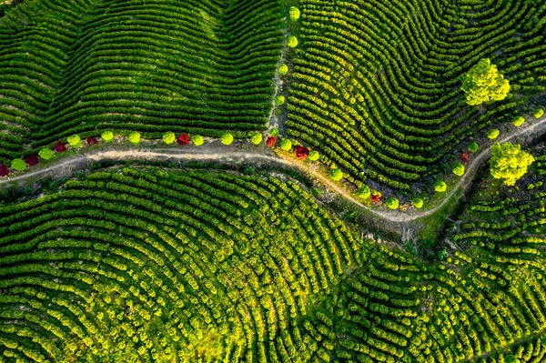 空中からの美しい茶畑風景 — ストック写真