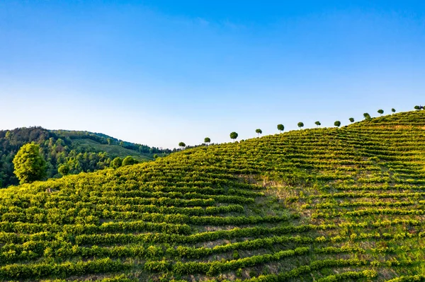 茶畑の美しい風景の眺め — ストック写真