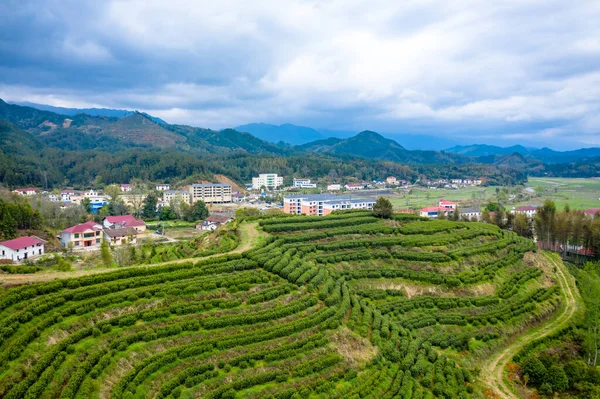 Blick Auf Schöne Landschaft Mit Teeplantage — Stockfoto