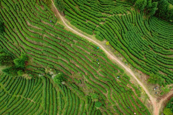 働く人たちとの茶畑の空中風景 — ストック写真