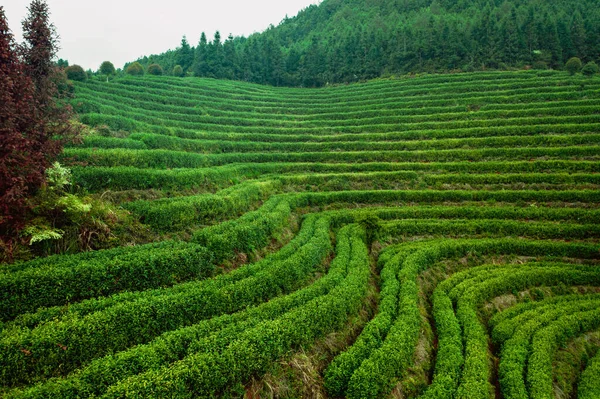 茶畑の美しい風景の眺め — ストック写真